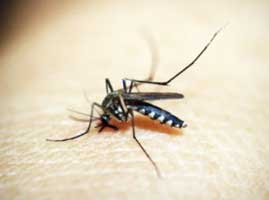 Philippine DOH reports dengue cases slowing but urges continued vigilance